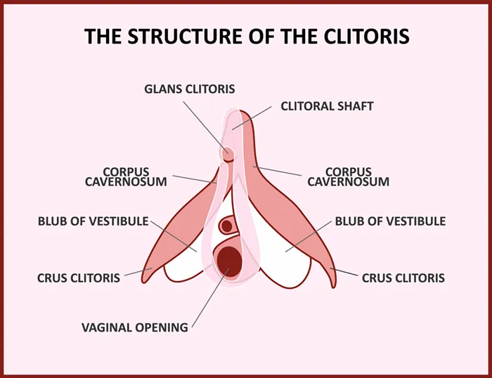 Vaginal vs. Clitoral Orgasms – Which is Better?